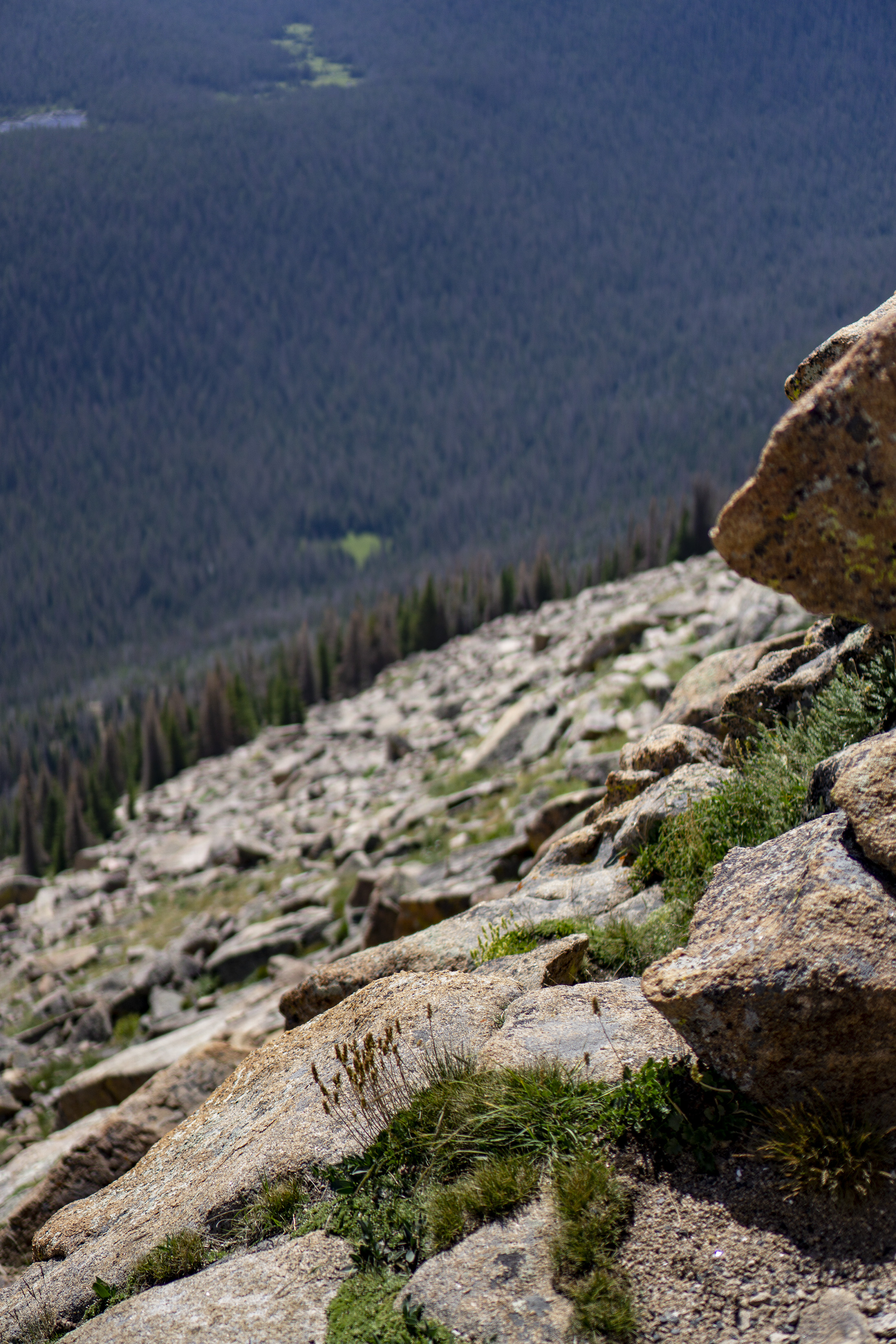 Alpine plants growing through the rocks above the forest floor, Rocky Mountain National Park / Darker than Green