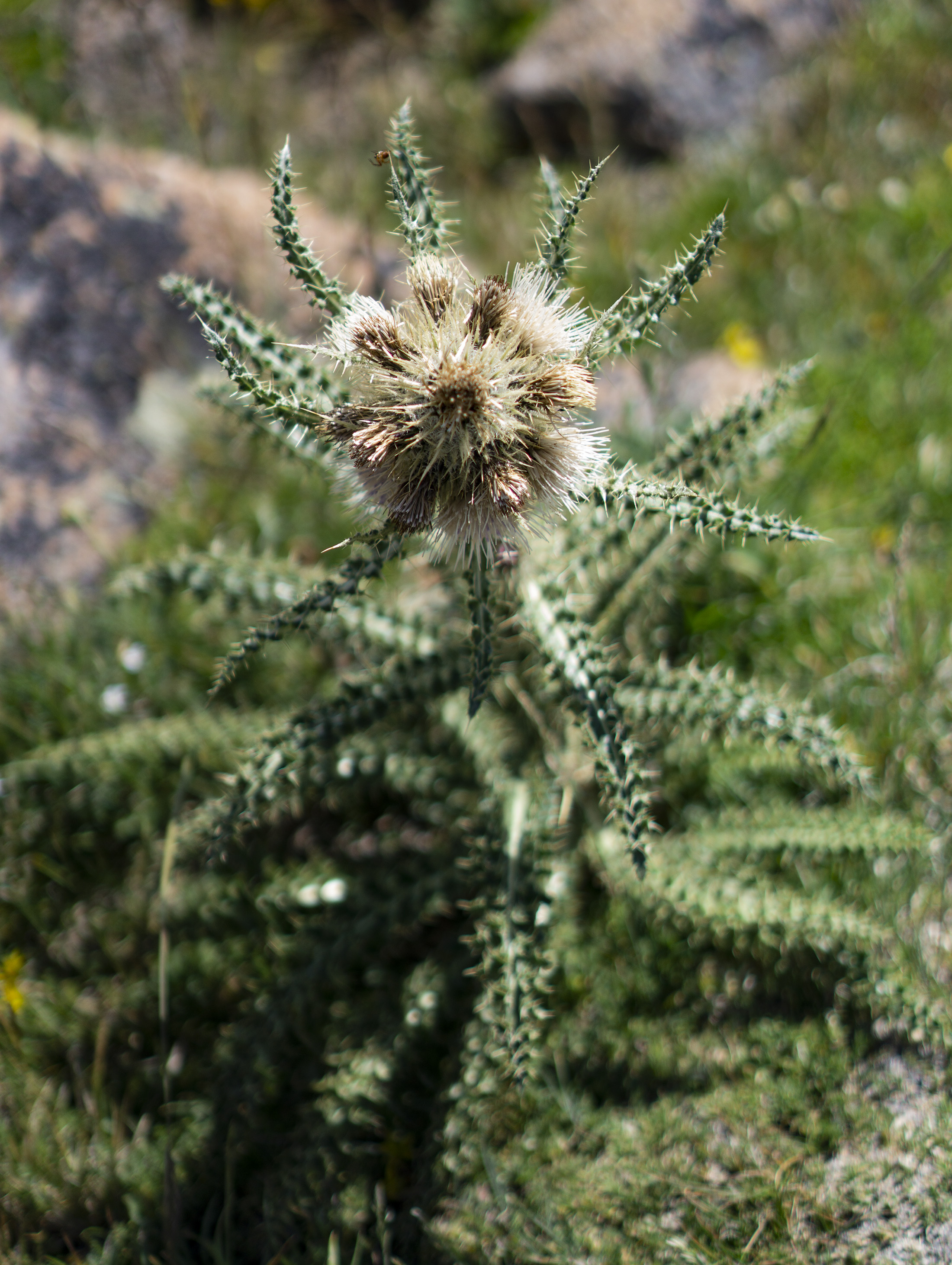 Wild alpine flower, Rocky Mountain National Park / Darker than Green