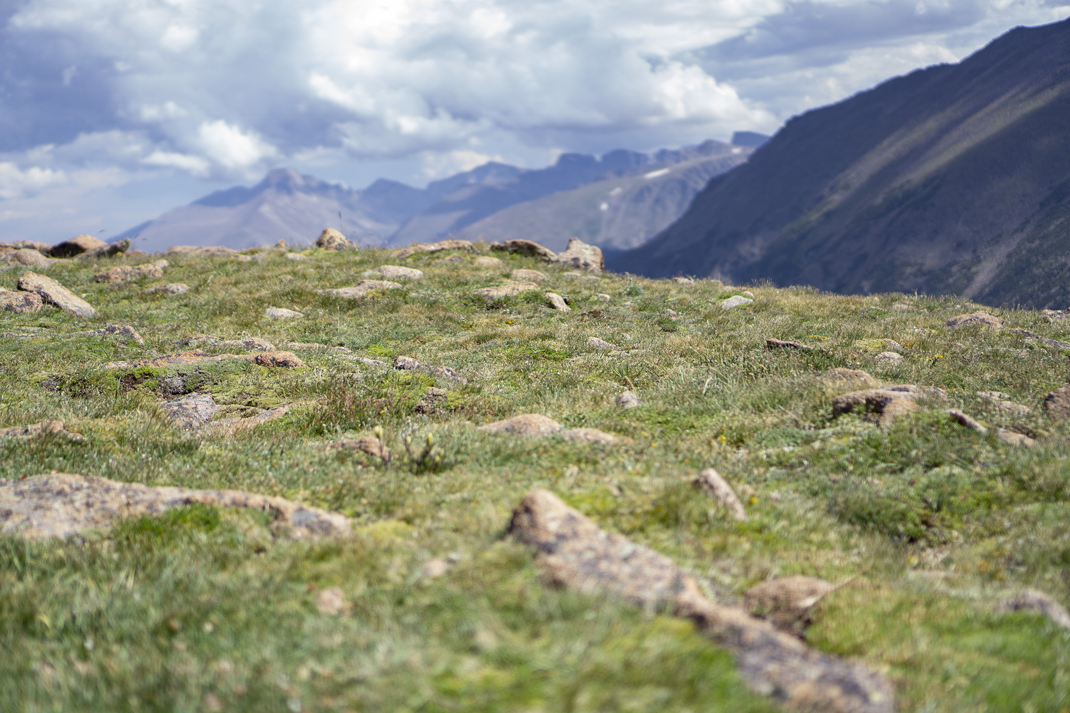 Alpine tundra, Rocky Mountain National Park / Darker than Green