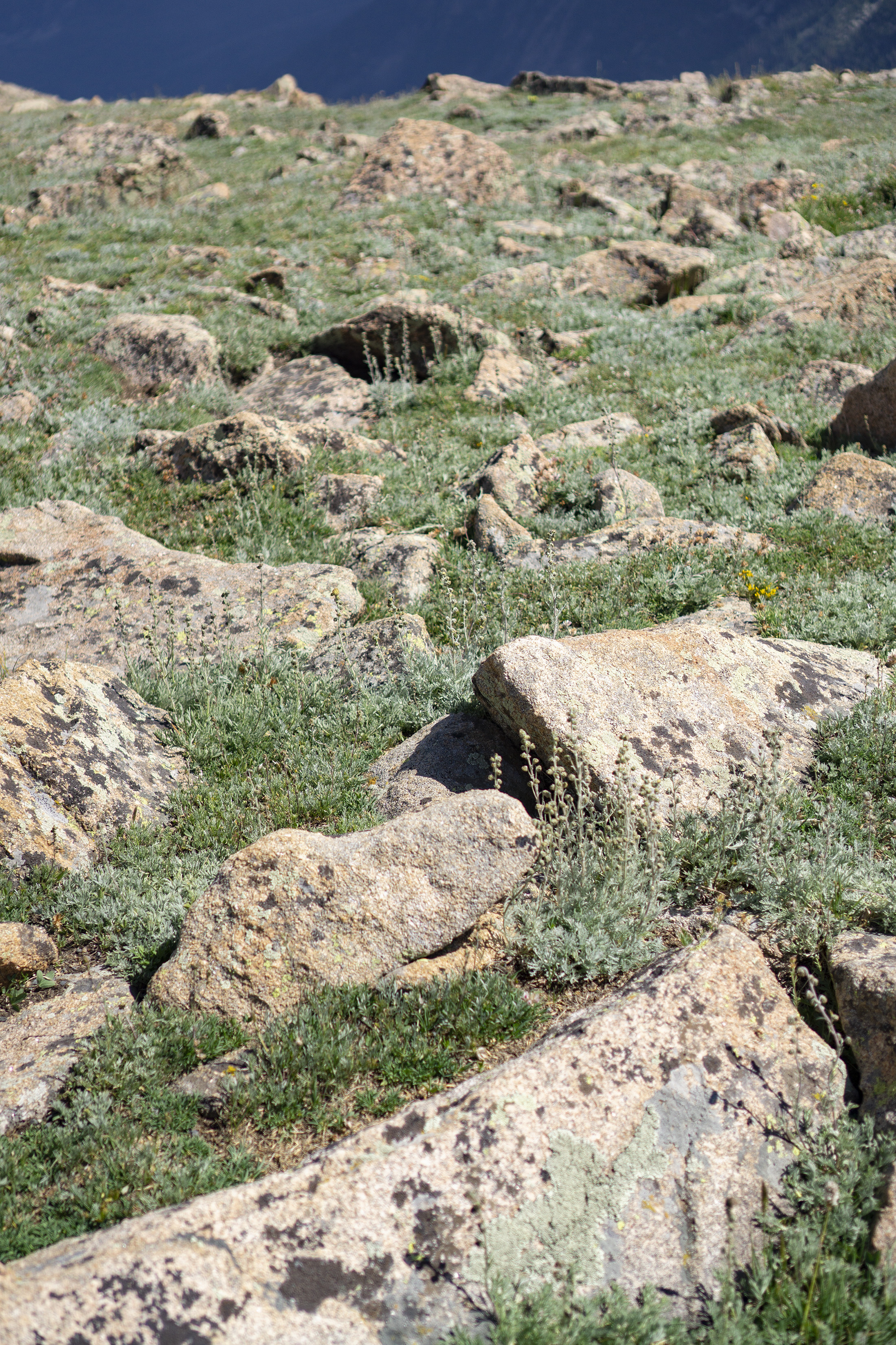 Low growing alpine plants between the rocks in the tundra, Rocky Mountain National Park / Darker than Green