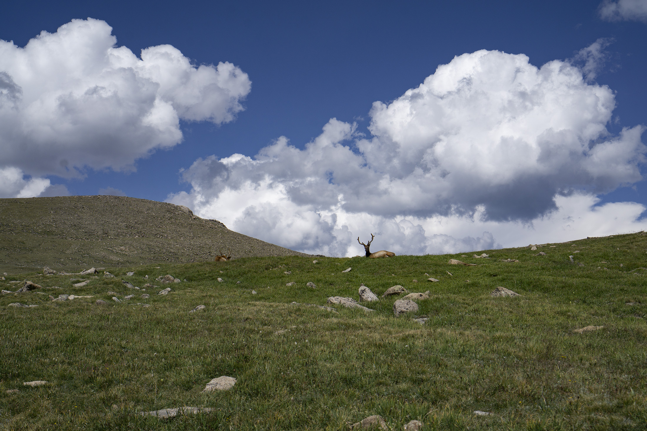 Deer and buck sitting in the tundra, Rocky Mountain National Park / Darker than Green