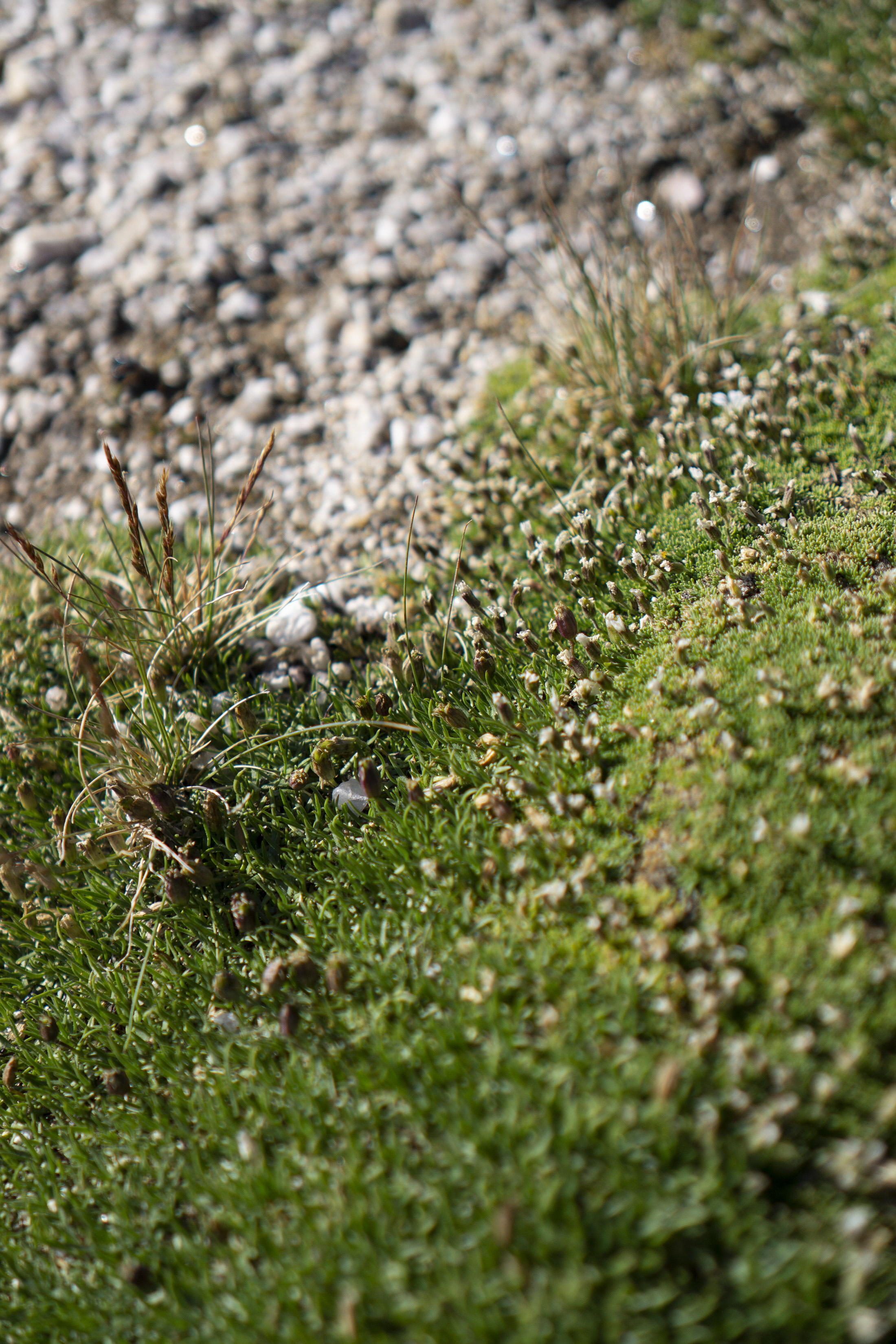 Tiny tundra plants, Rocky Mountain National Park / Darker than Green