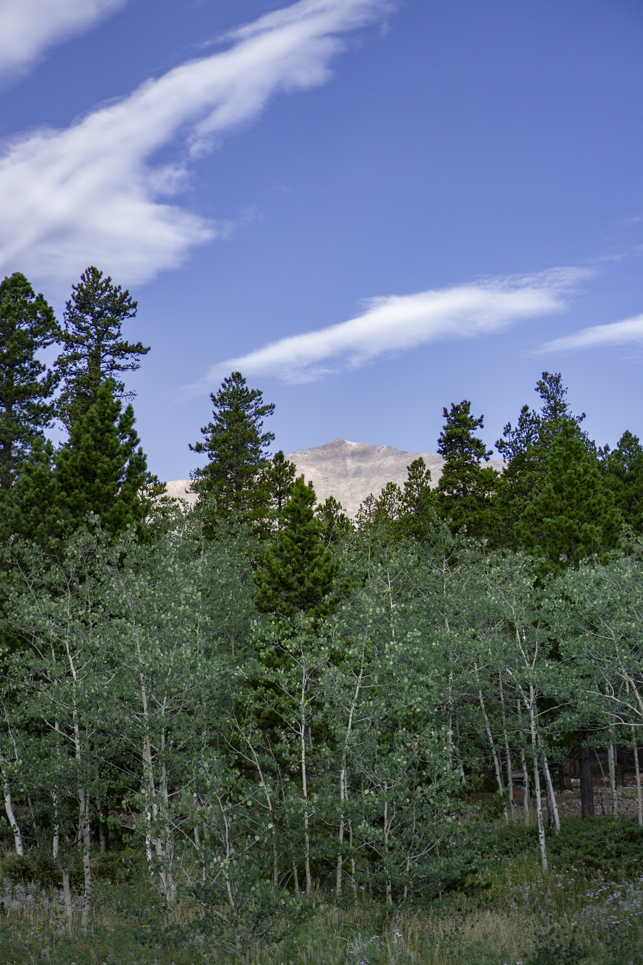 Mt Meeker through the Aspens and evergreens, Colorado / Darker than Green